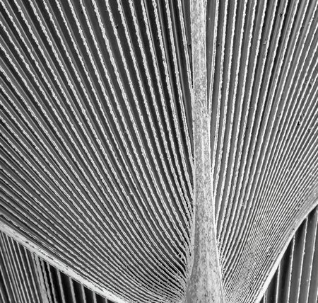 Palm Lines by Susan Ince - Award of Merit
