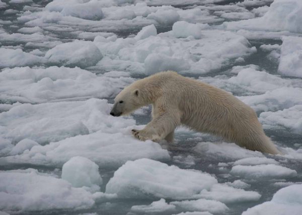 Polar Bear Hunting by Filomena Ramalhoso - Honourable Mention