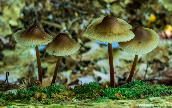 Psilocybe Semilanceata by Michele Fraser - Honourable Mention