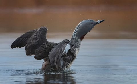 Red necked Loon by Cynthia Smith - Award of Merit