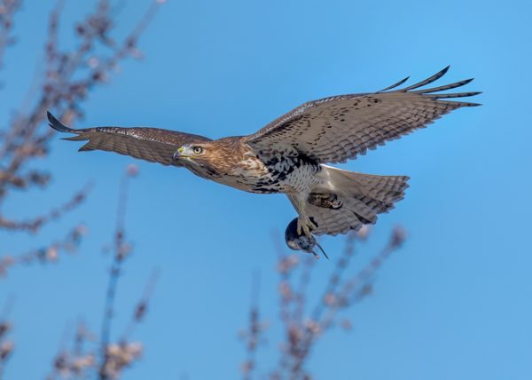 Red-tailed Hawk in Flight With Prey by Catherine AuYeung - Award of Merit