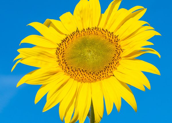 Sunny Yellow by Jennifer Allen - Honourable Mention