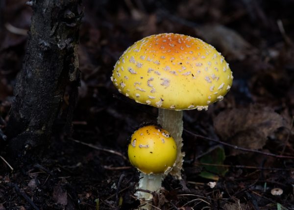 Sunny Yellow on Forest Floor by Jennifer Allen - Honourable Mention
