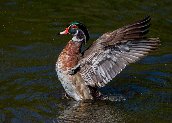 Wood Duck by George Campbell - Award of Merit