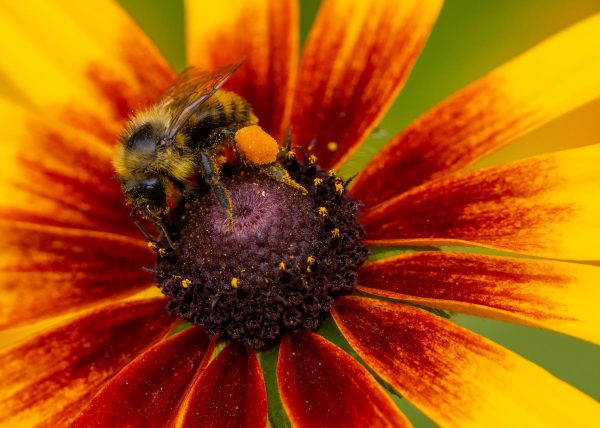 Bee of Flower by Alkesh Sood - Honourable Mention