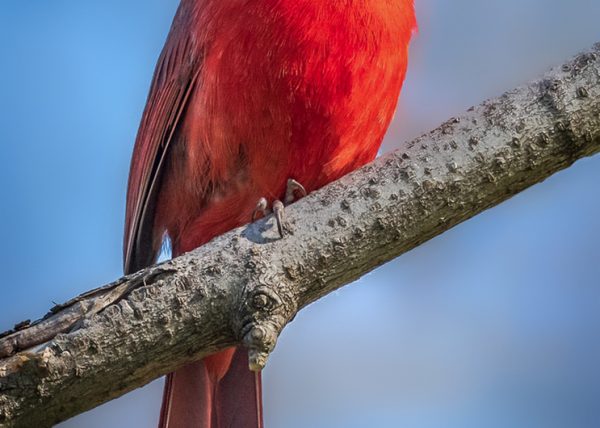 Cardinal by Jean Liao - Honourable Mention
