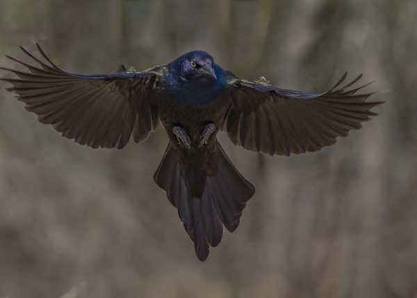 Common Grackle by Mark Benton - Honourble Mention