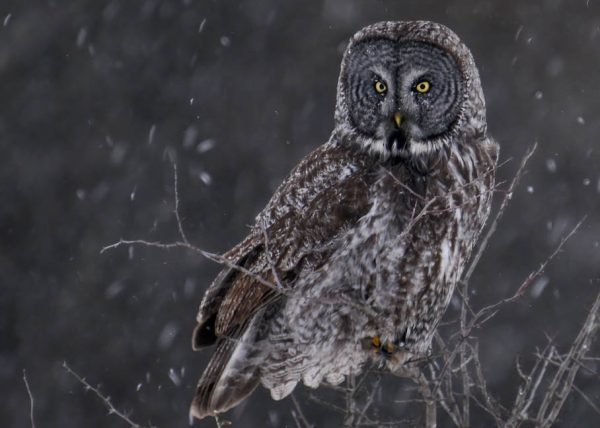 Great Grey Owl by Filomena Ramalhoso - Honourable Mention