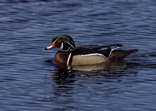 Wood Duck by Mark Benton - Honourable Mention
