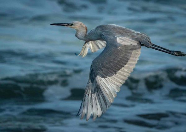 Blue Heron by Gary Phillips - Award of Merit