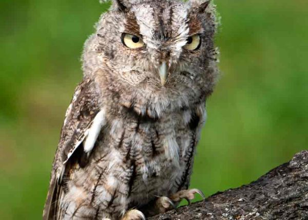 Eastern Screech Owl by Scott Fleming - Honourable Mention