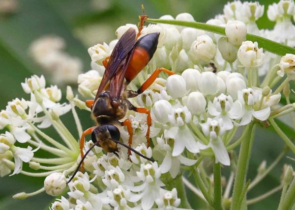 Great Golden Digger Wasp by Connie Tanenbaum - Award of Merit