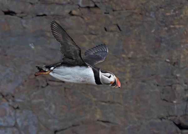 Puffin In Flight by Betty Chan - Honourable Mention