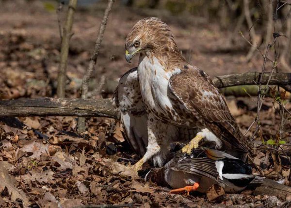 Red tail Hawk with drake by Cynthia Smith - Award of Merit