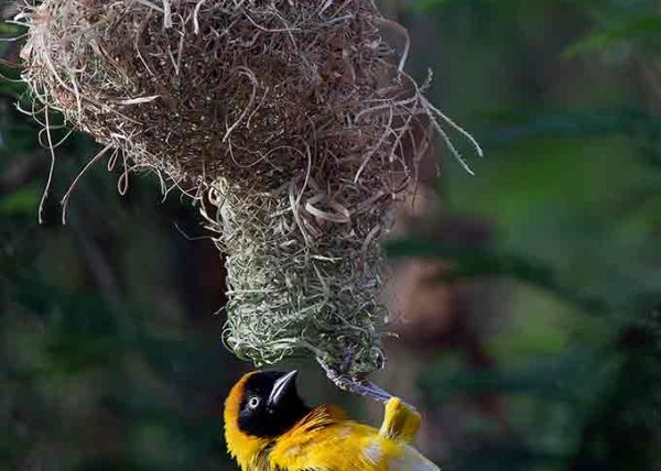 Weaver Bird by George Campbell - Honourable Mention