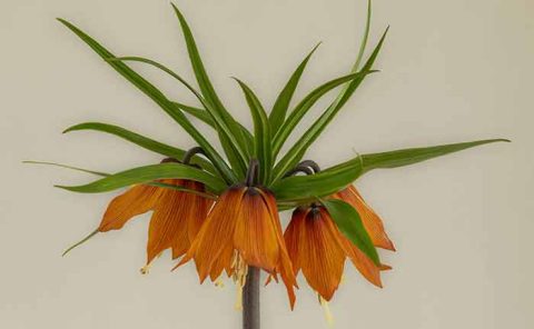 Crown Imperial by Cynthia Smith - Honourable Mention