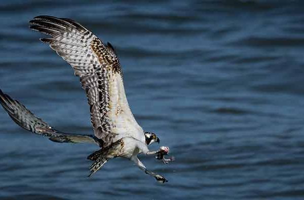 Osprey with Catch by Gary Phillips - Award of Merit