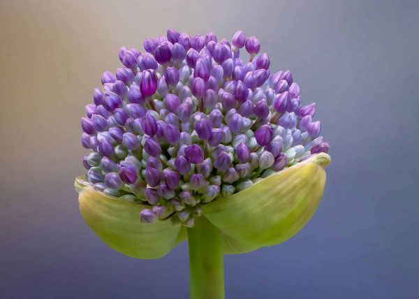 Budding Allium by Gary Phillips - Award of Merit