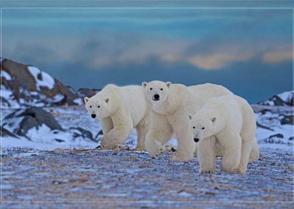 Polar Bear Family Strolling by Betty Chan - Award of Merit