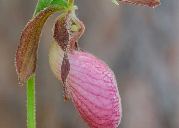 Nature's Pink Slipper by Jennifer Allen - Honourable Mention