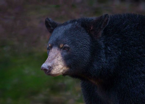 Black Bear Portrait by Alberto Bustos - Award of Merit
