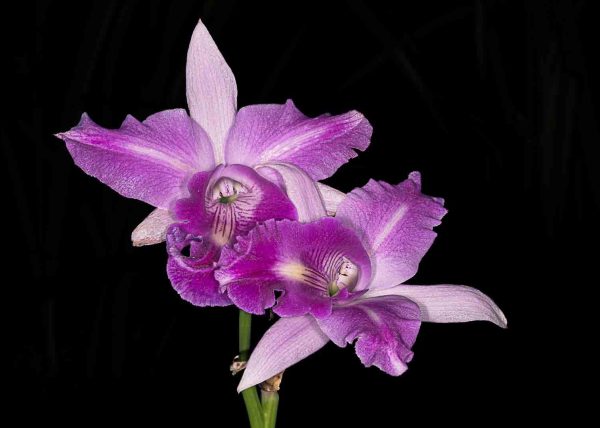 Catlleya Orchid by Alberto Bustos – Award of Merit