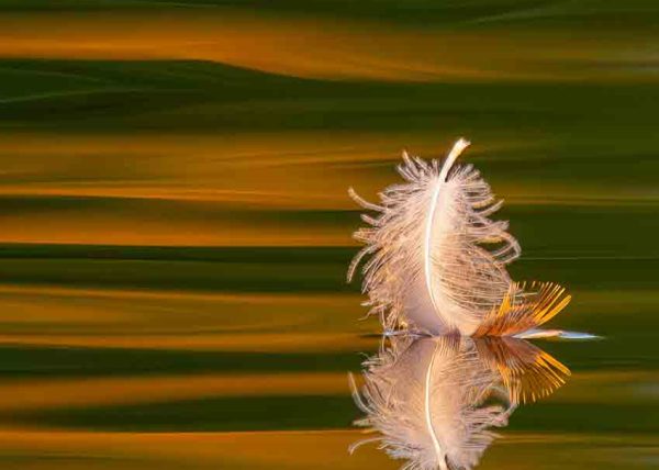 Feather Abstract by Jennifer Allen – Honourable Mention