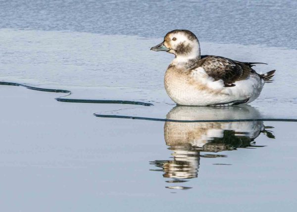 Female Longtailed Duck on Ice by Jennifer Allen – Honourable Mention