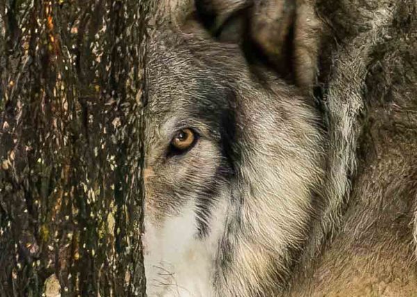Lone Wolf by Jennifer Allen – Honourable Mention
