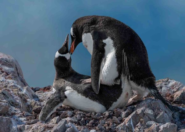 Mating Penguins by Betty Chan – Award of Merit