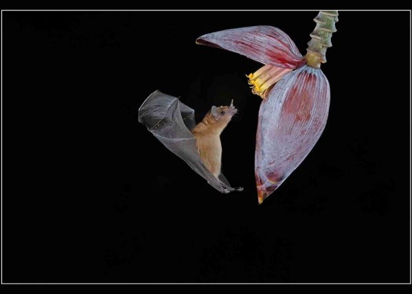 A Fruit Bat Getting Nectar from a Banana Flower by Betty Chan – Honourable Mention