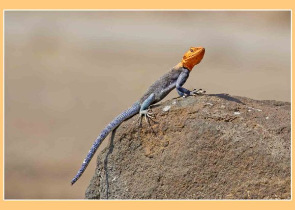 An Agama Lizard by Betty Chan – Honourable Mention