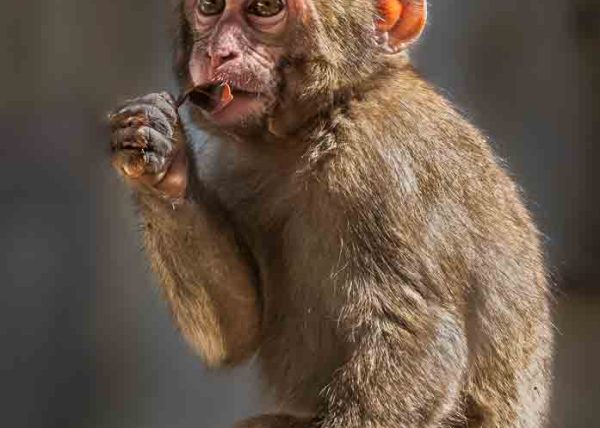 Japanese Macaque Juvenile by Catherine AuYeung – Honourable Mention