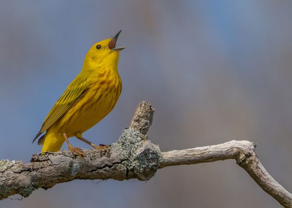 Yellow Warbler Singing by Jennifer Allen – Award of Merit