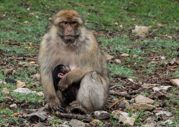 Barbary Macaque and Baby by Cheryl Powers – Honourable Mention