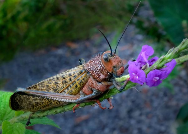 Red Winged Grasshopper by Cheryl Powers – Award of Merit