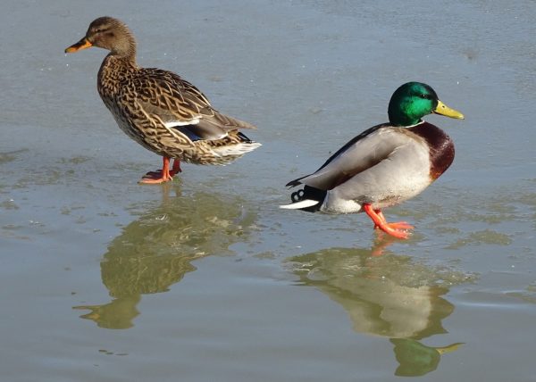 Mallard Ducks by Cyndie Blackmore – Honourable Mention