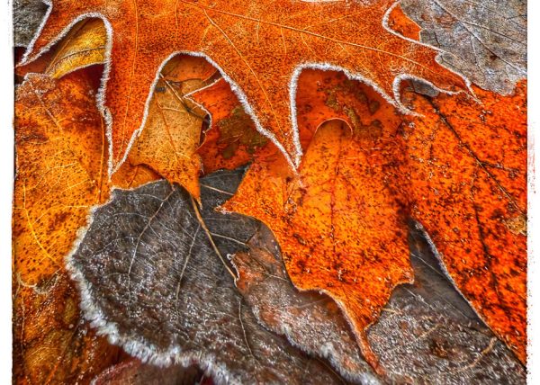 Hoarfrost on Fallen Leaves by Joanne McCulloch – Honourable Mention