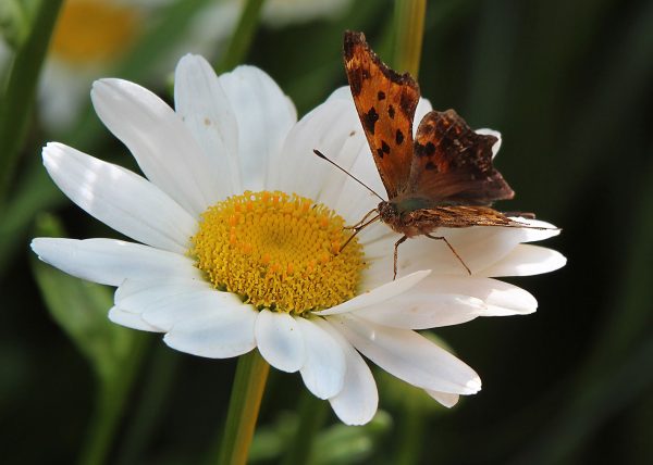 Daisy and Butterfly by Doris Bies – Honourable Mention