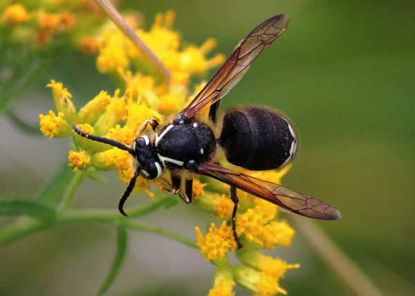 Collecting Pollen by Doris Bies – Honourable Mention