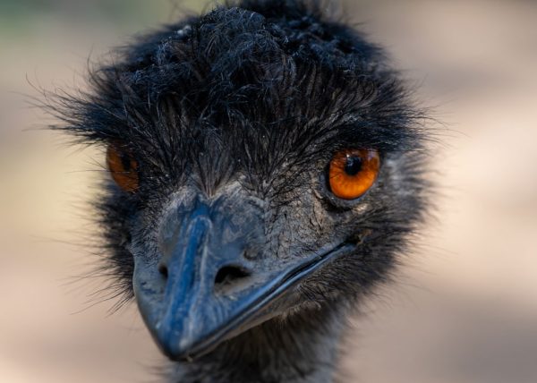 Eye to Eye Emu by Bruce Reid – Honourable Mention