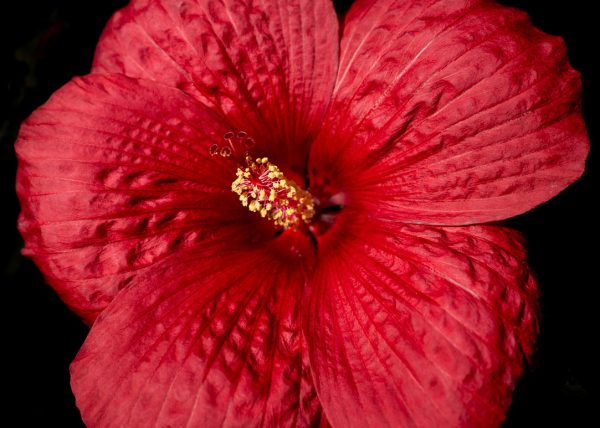 Luscious Hibiscus by Bruce Reid – Award of Merit