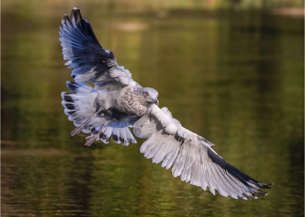 Glaucous-Winged Gull in Flight by Gray Graffam – Award of Merit