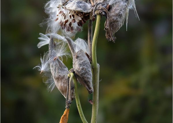 Textures of Milkweed by Gray Graffam – Honourable Mention