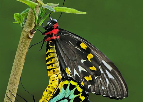 Mating Birdwing Butterflies by David Guttman – Honourable Mention