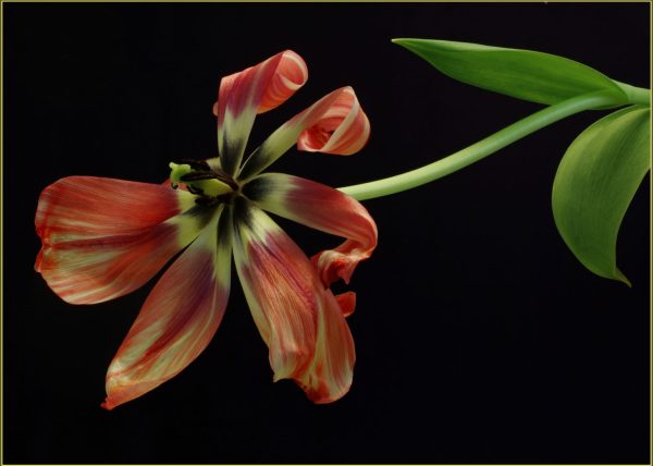 Tulip in Decline by John Turnbull – Award of Merit