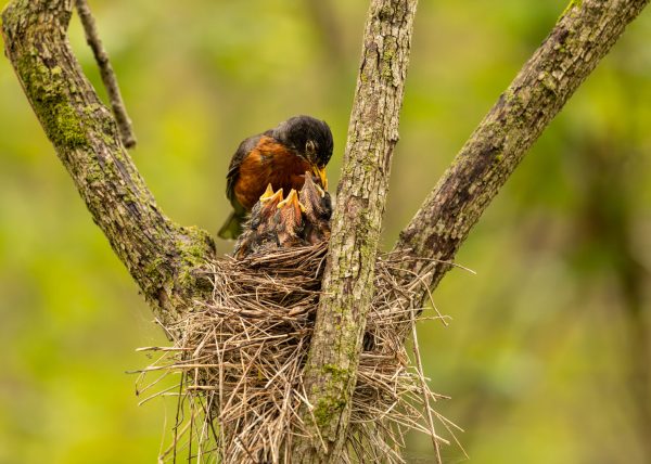Mama Robin Feeding Her Babies by Marcos Lins – Honourable Mention