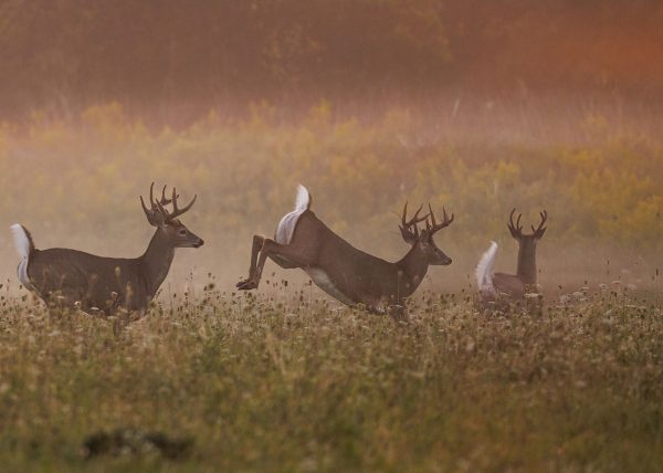 Three Bucks Running by Michelle Verdirame – Honourable Mention