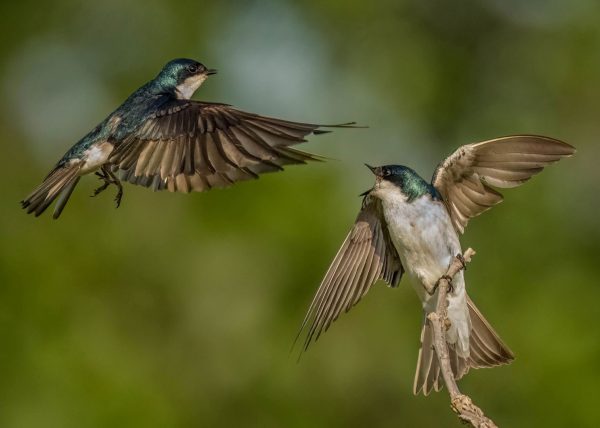 Tree Swallow Fighting Territory by Jean Liao – Award of Merit