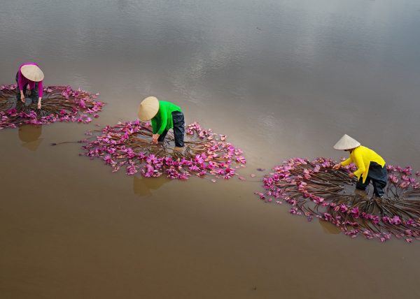 Gathering Waterlilies by Betty Chan – Award of Merit